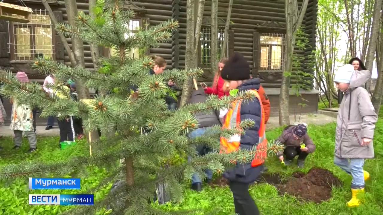 В День экологии юные мурманчане высадили кусты спиреи