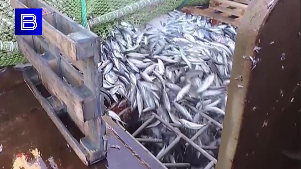 Склад рыбопродукции "Терминала Ударник" в Мурманске начнет работу в 2024 году