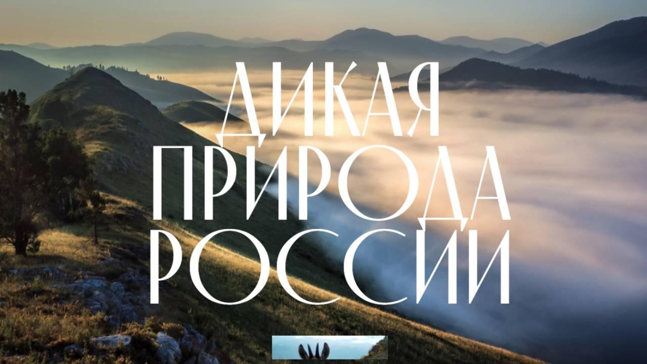 В День заповедников и национальных парков начал работу сайт "Дикая природа России"