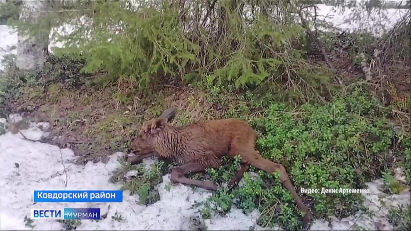 Тонувшего в реке лосенка спас неравнодушный рыбак из села Ена