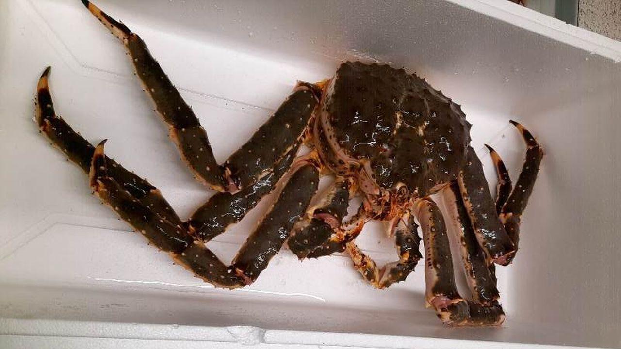 Более 133 тыс. тонн мурманских морепродуктов и рыбы отправили на экспорт в 2024 году