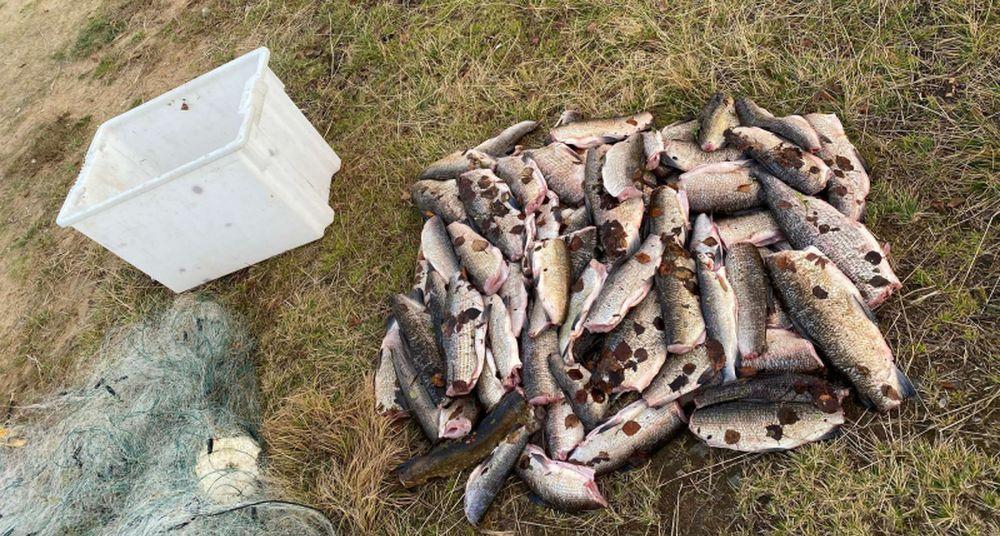 За незаконный вылов сига два северянина могут отправиться в колонию 
