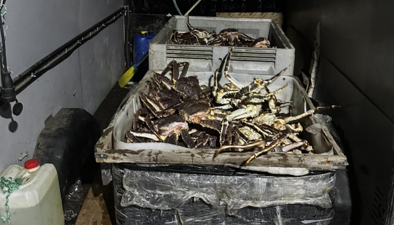 Более 940 кг камчатского краба изъяли из двух кустарных цехов в Мурманской области