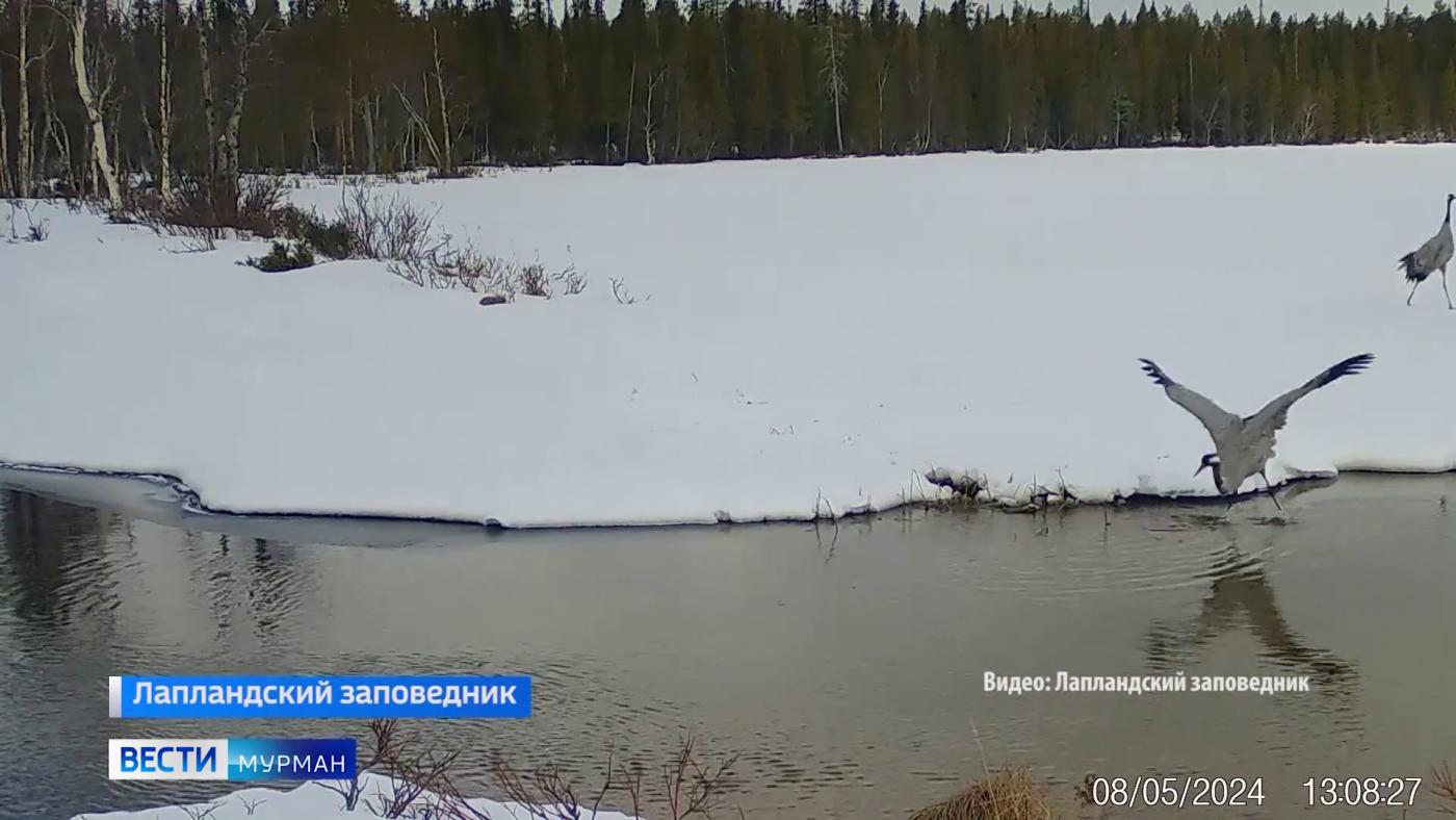 Заглянем в фотоловушки Лапландского заповедника, который в эти дни отметил 95-летие