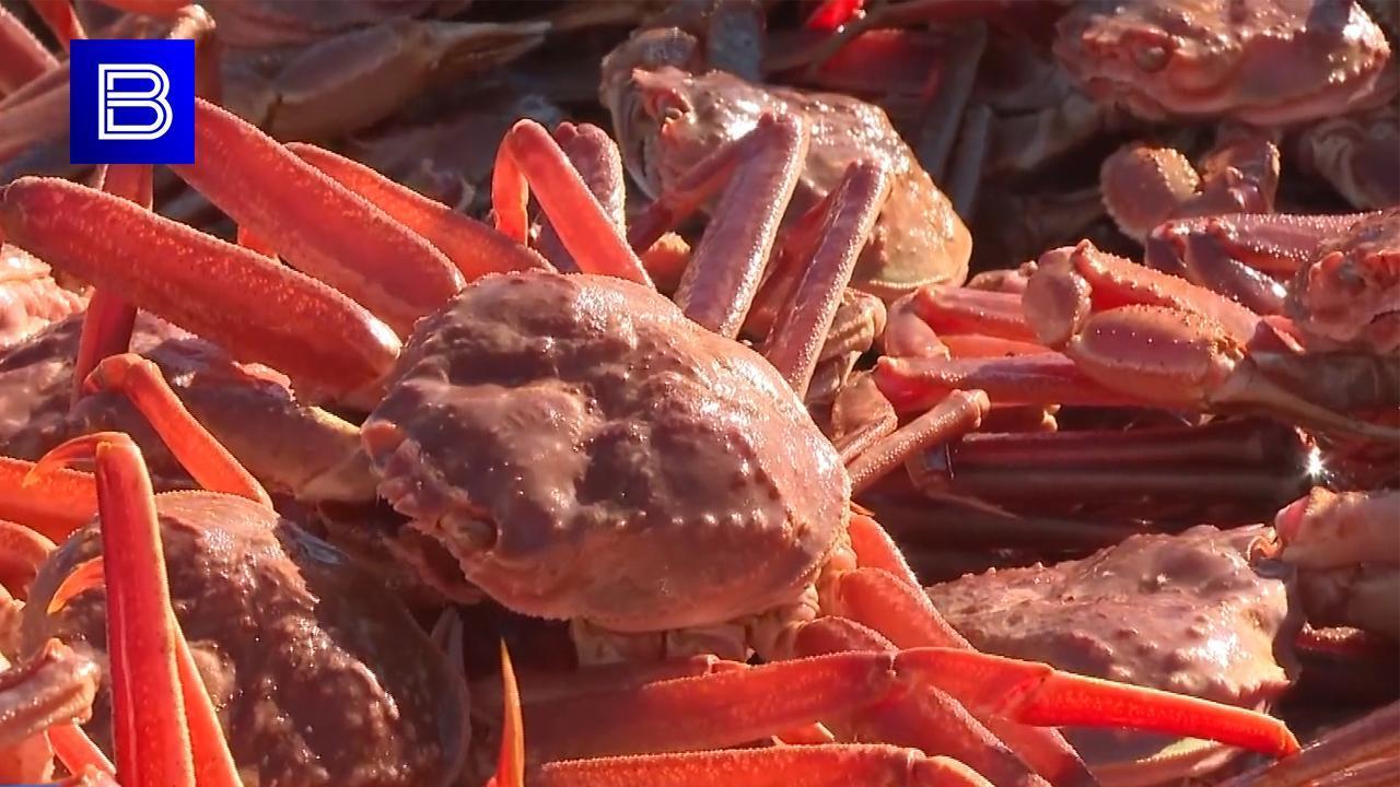 Инвестквоты по добыче краба в Баренцевом море Росрыболовство вновь выставило на торги по сниженной цене