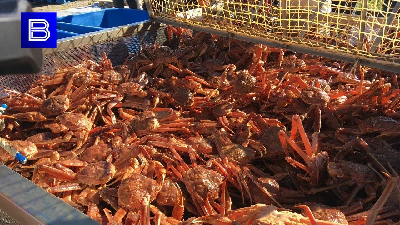 Из Мурманской области экспортировано почти 6 тысяч тонн рыбы и морепродуктов