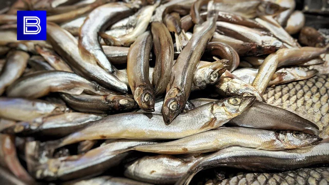 Из Мурманской области экспортировали почти 19 тысяч тонн рыбы и морепродуктов