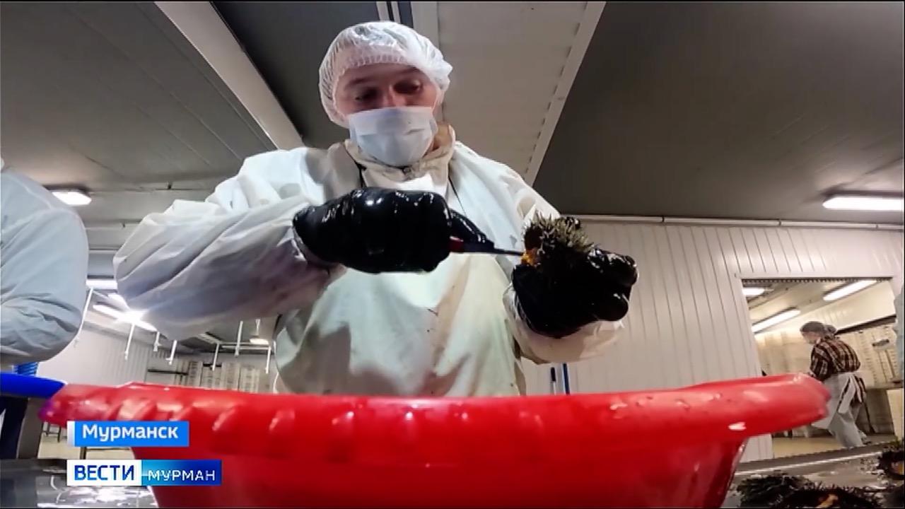 Суточная доза белка и йода в одной чайной ложке: как добывают и куда отправляют деликатес со дна Баренцева моря