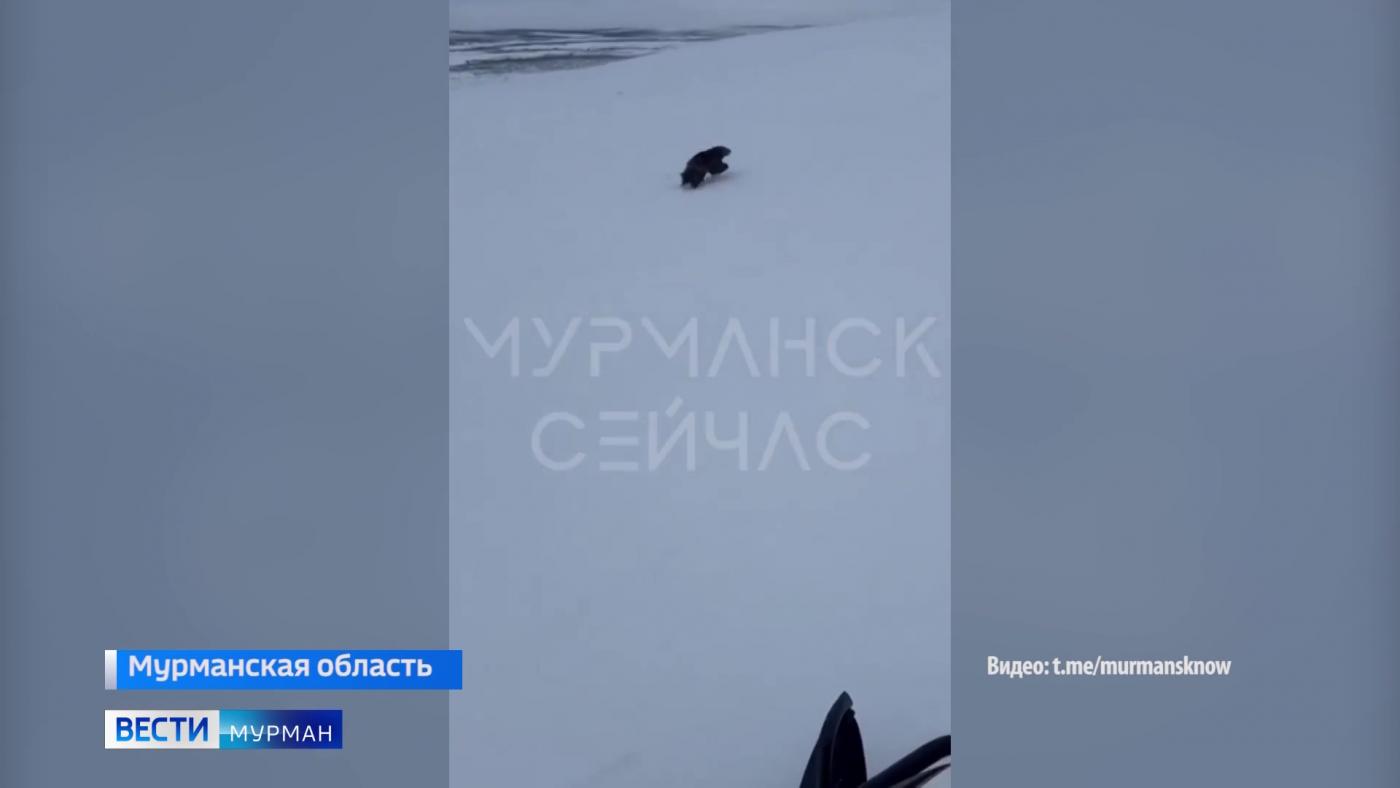 Прокурор Мурманской области поручил провести проверку по факту жестокого обращения с росомахой