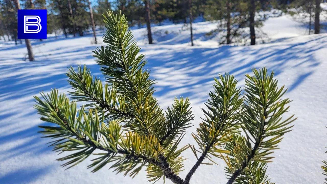 Прогноз погоды по Мурманской области на 20 апреля