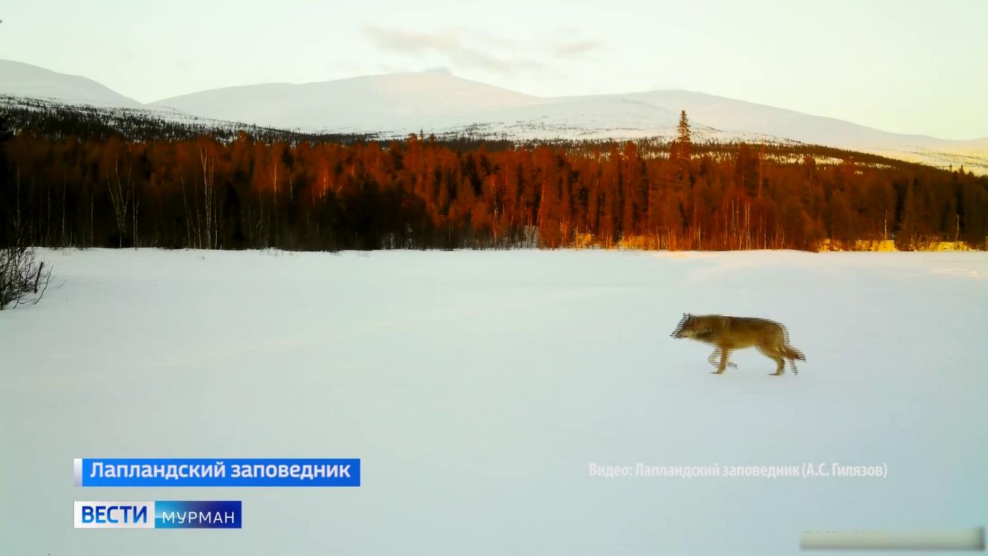 Кадры из Лапландского заповедника: фотогеничный волк попал в объектив "ловушки"