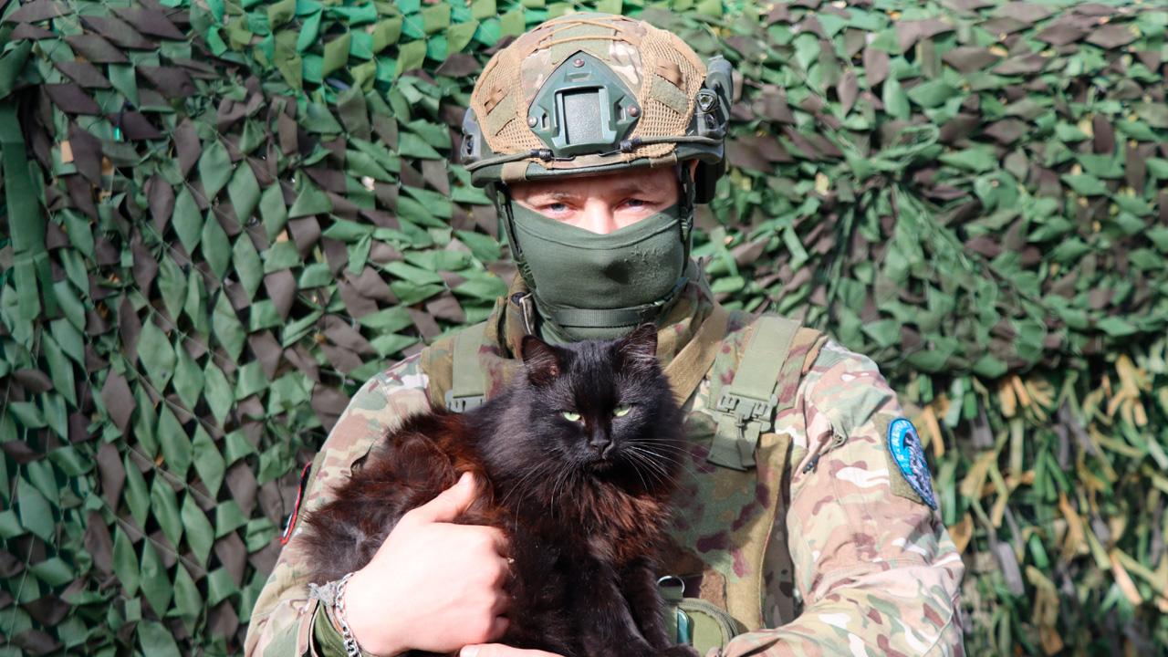 Они тоже из десанта