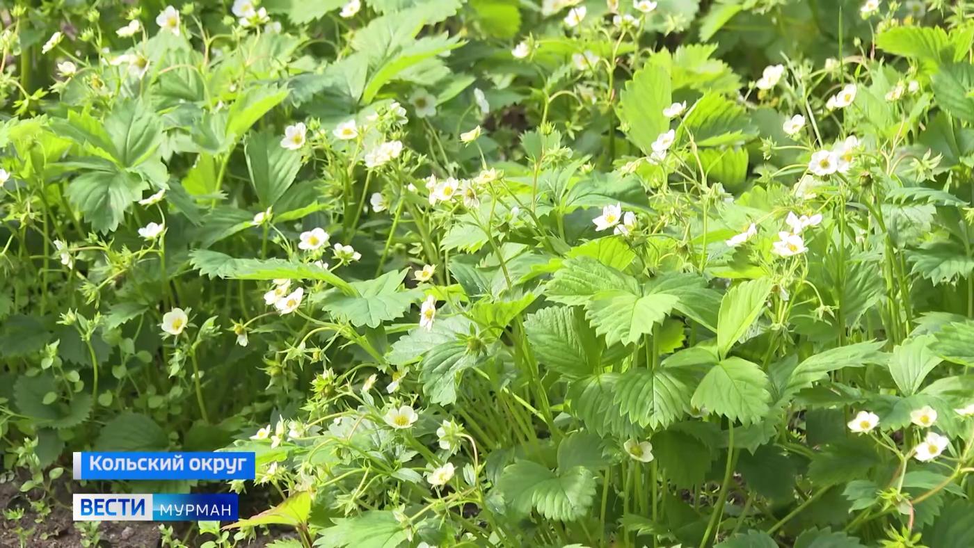 Мурманчанка создает оазис в северных широтах
