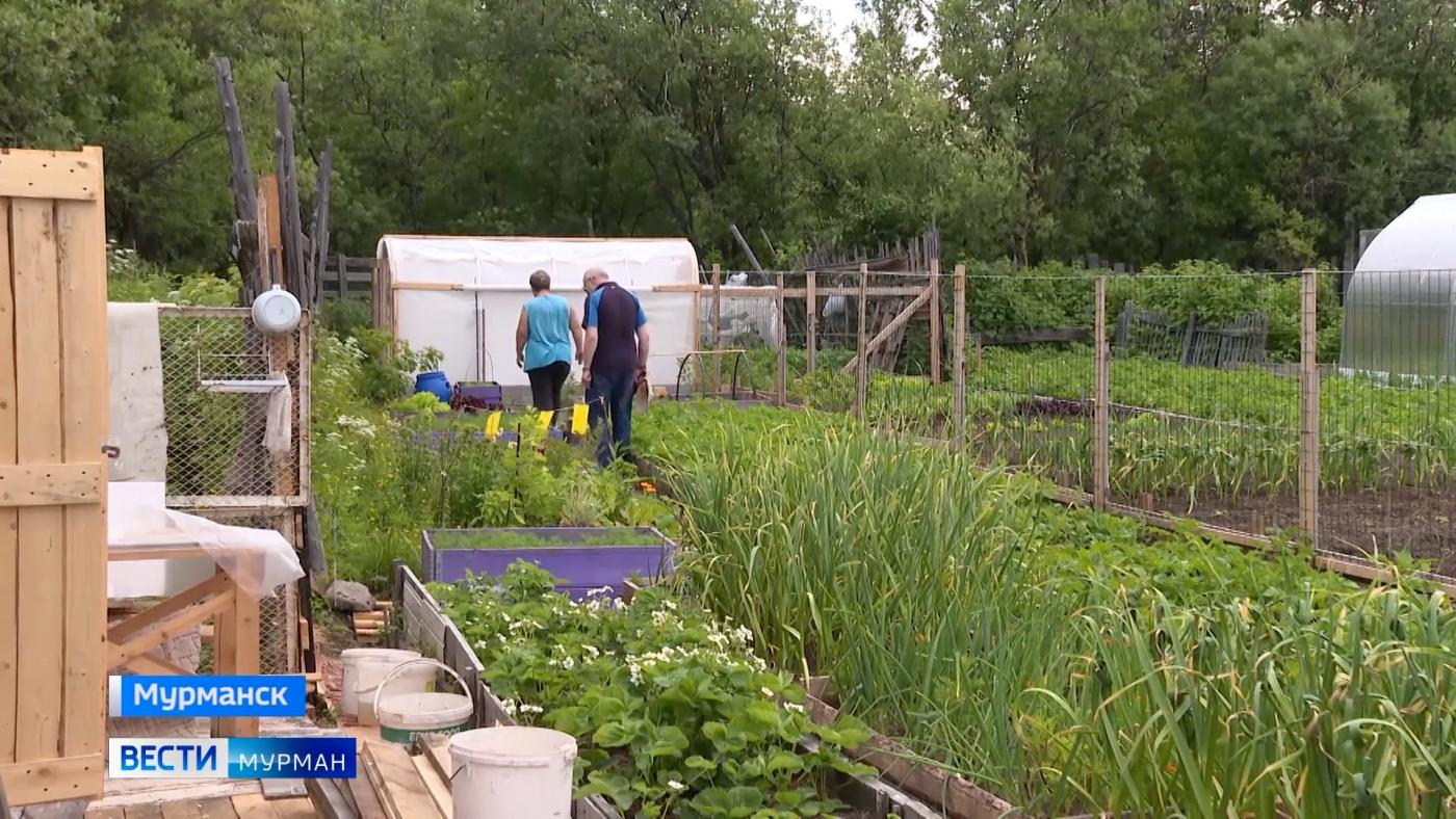 Что растет на грядке: заполярные огородники наверстывают упущенное за холодную часть лета и отмечают День дачника