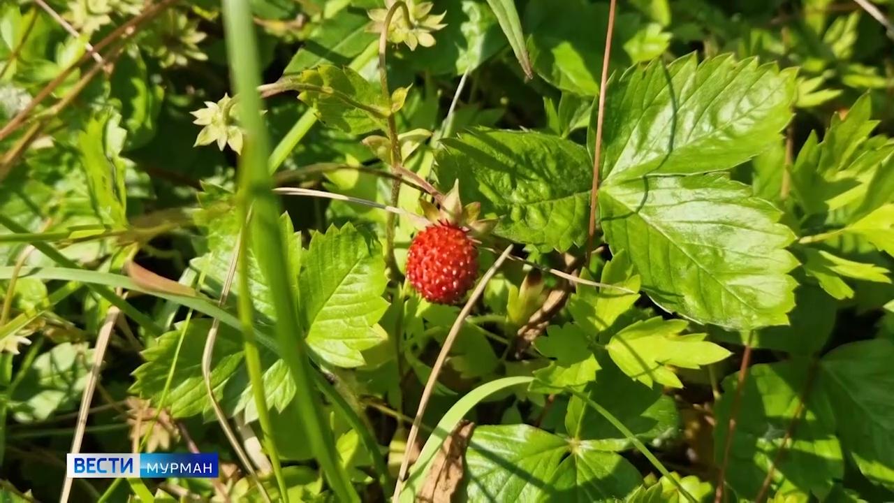Сочный триумф: 10 лет ожидания земляники не прошли даром для мурманчанина