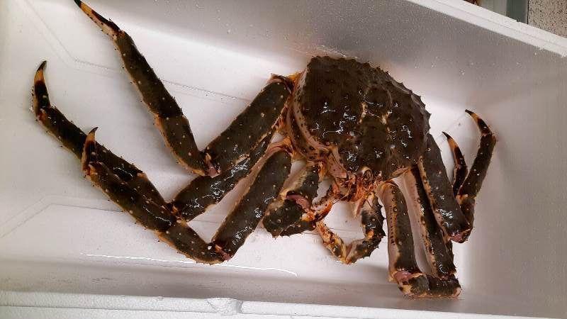 Более 64 тысяч тонн рыбной продукции отправили на экспорт из Мурманской области за первые 7 месяцев 2025 года