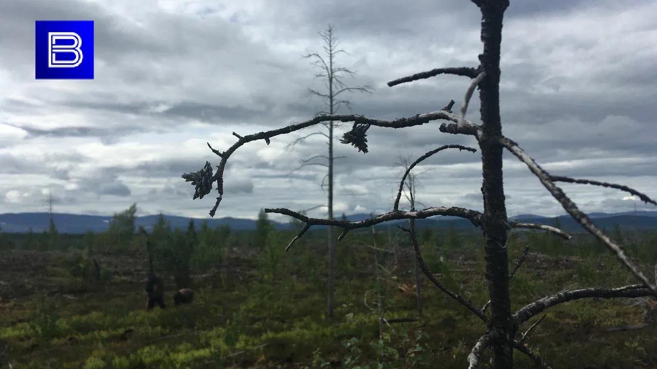 В Ловозере ввели особый противопожарный режим