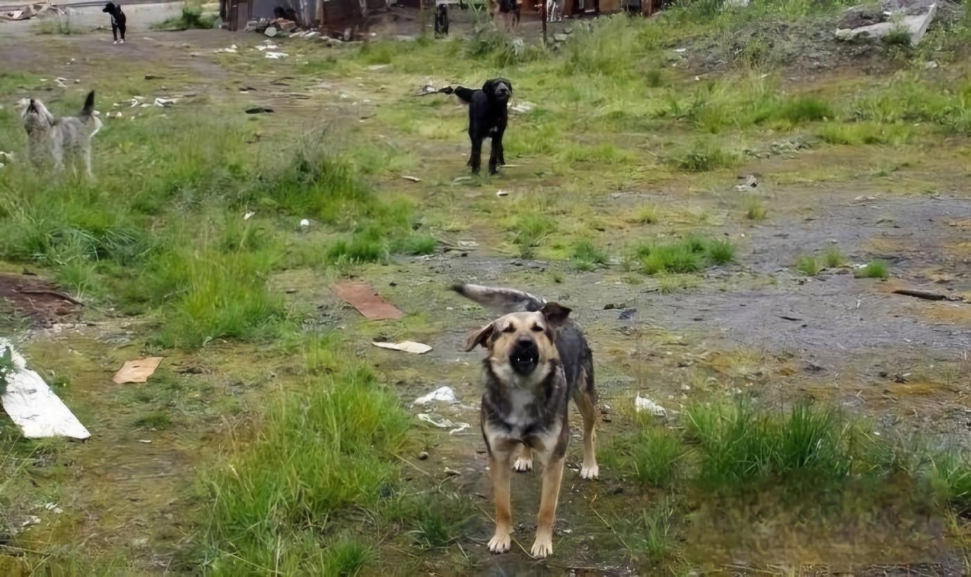 Администрация Североморска опровергла сообщения об эвтаназии собак из приюта &quot;Атлант&quot;