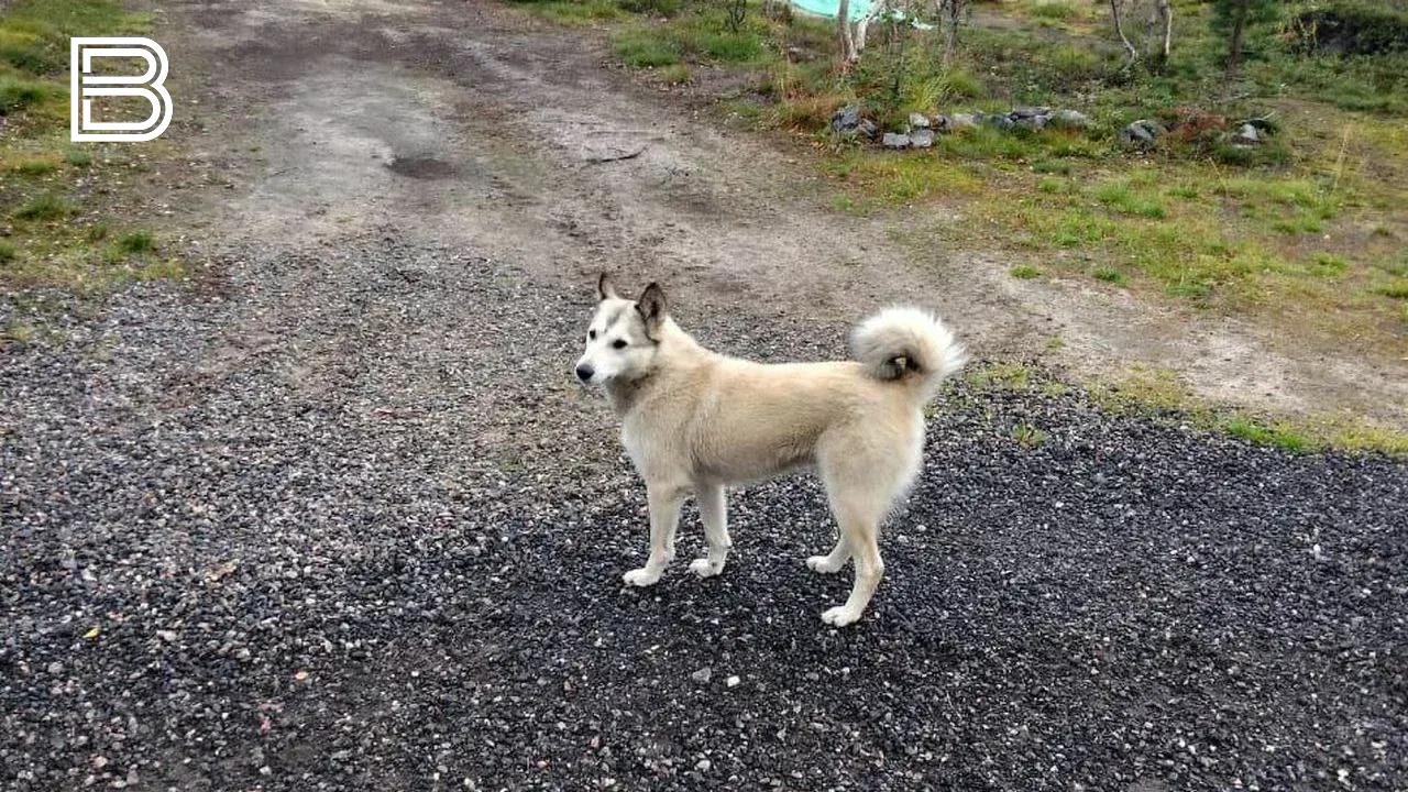 Укушенная собакой пожилая северянка получит компенсацию от хозяйки животного