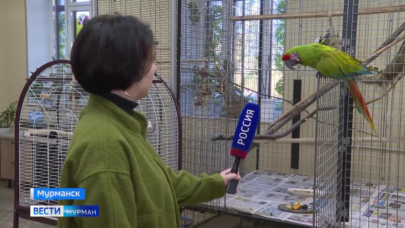 В живом уголке мурманского ДК имени Кирова живет настоящая пернатая кинозвезда