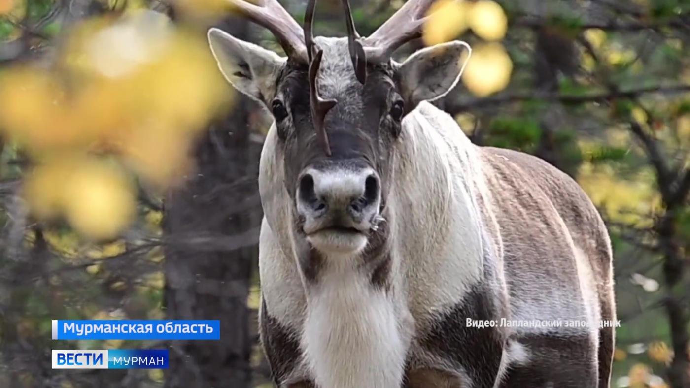 Красавец ирвас похвастался новой шубкой на камеру в Лапландском заповеднике