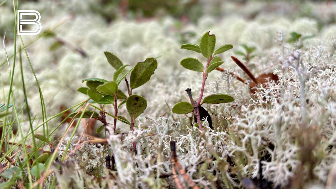 Циклон надвигается на Мурманскую область: 12 октября ожидаются осадки и усиление ветра