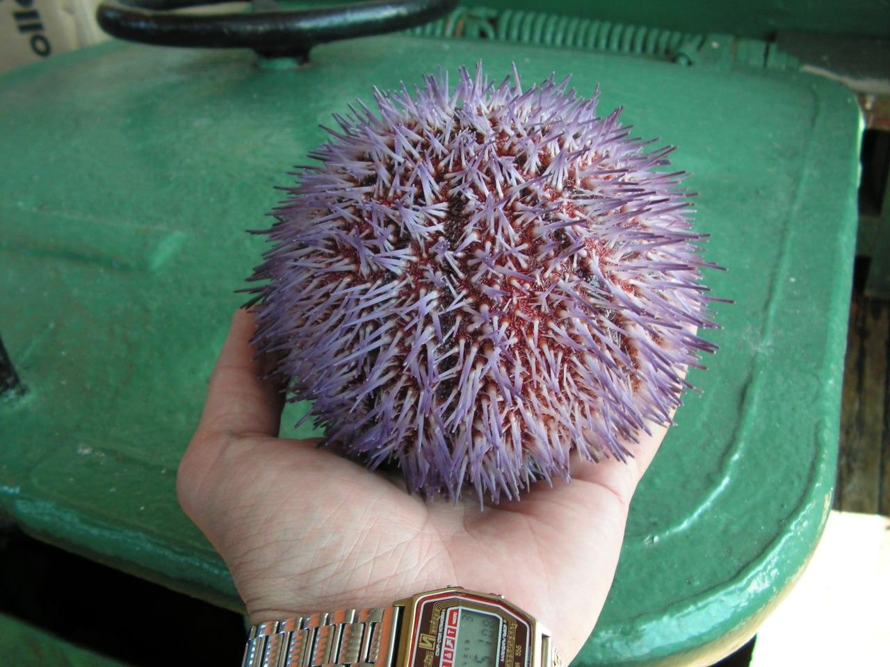 Нет простых, но есть морские: о глубинных обитателях морских угодий рассказали в Кандалакшском заповеднике