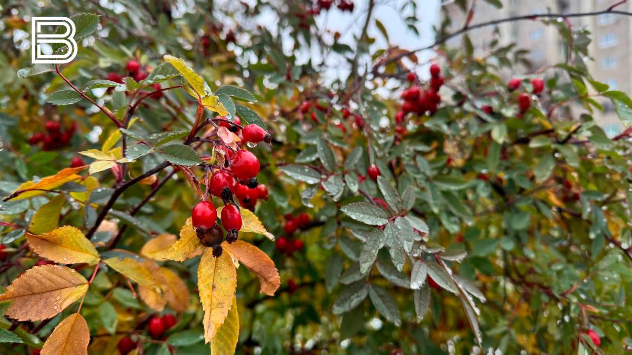 Прогноз погоды в Мурманской области на 26 октября