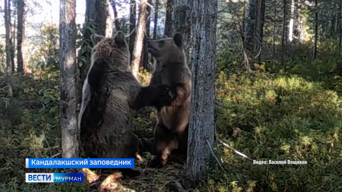 В Кандалакшском заповеднике в объектив фотоловушки попал &quot;танец&quot; медведей-трехлеток