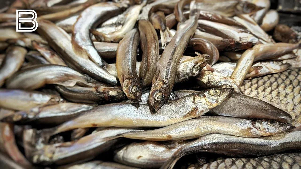 Росрыболовство приостановило выдачу разрешений на вылов трем компаниям Мурманской области