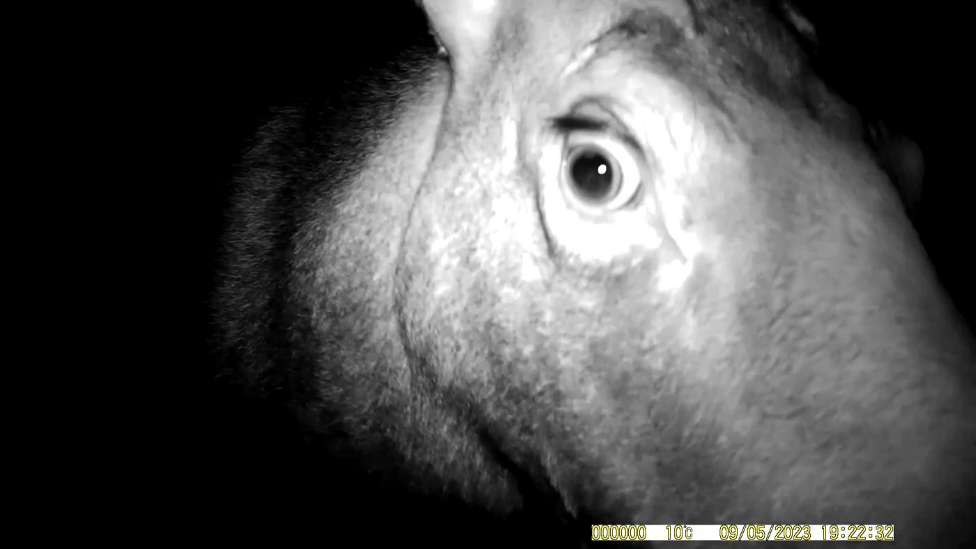 Лосиха устроила "инспекцию" камеры в Кандалакшском заповеднике