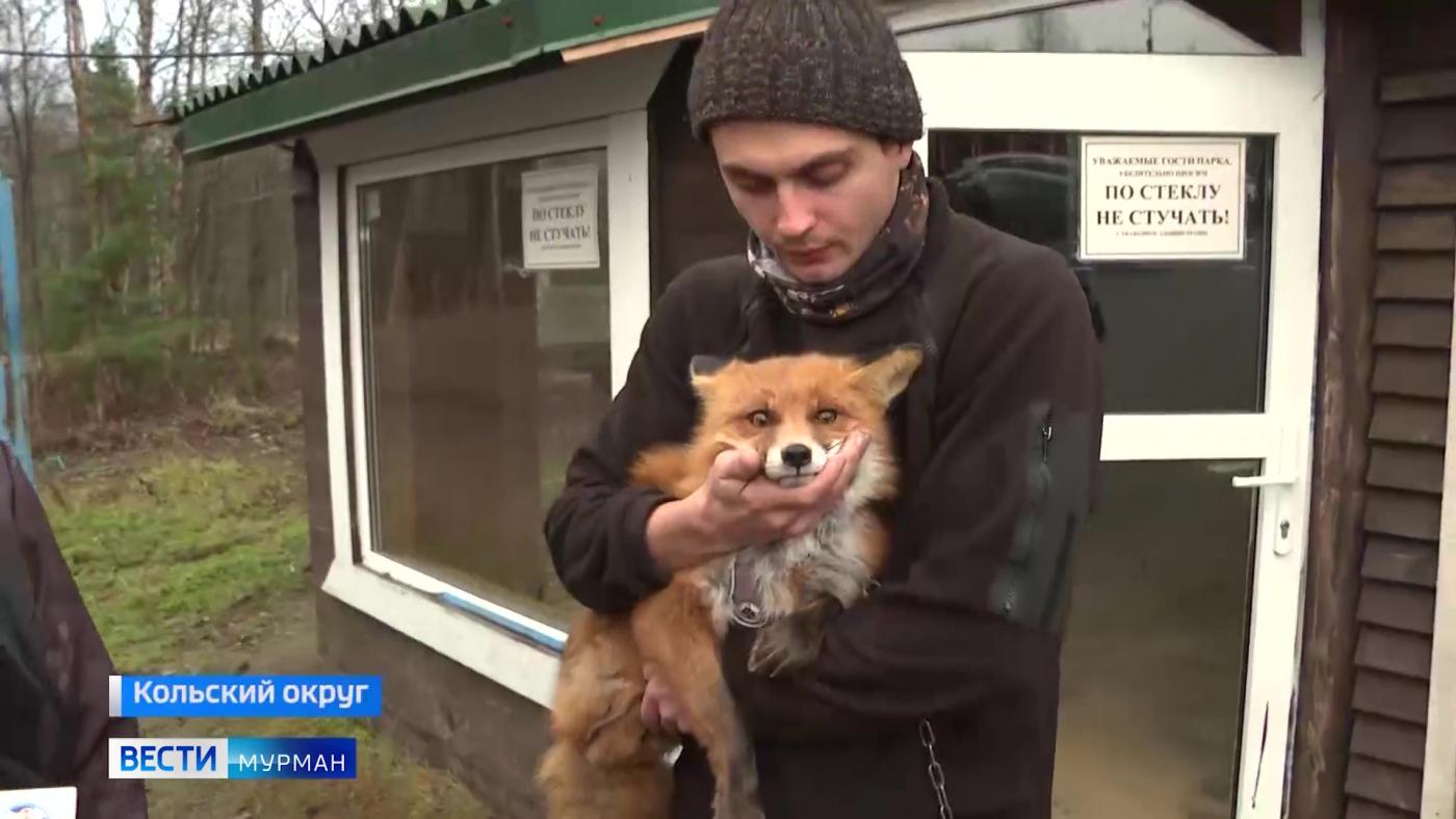 Из дикой и пугливой бедняжки &ndash; в ручную лисицу-красавицу. Мурманчане отстроили большой дом для лесного гостя