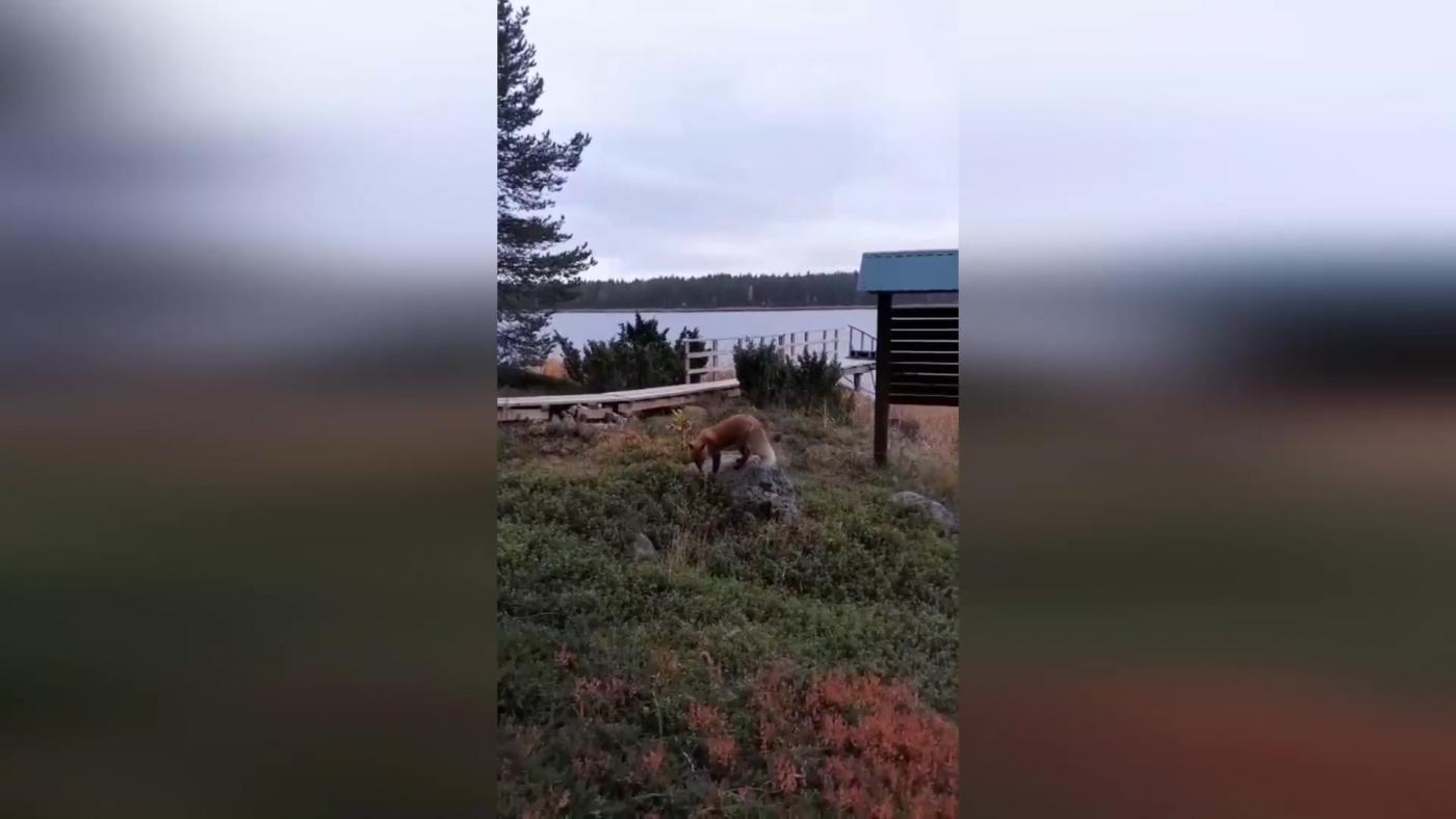 Лиса навестила ученых Кандалакшского заповедника&nbsp;