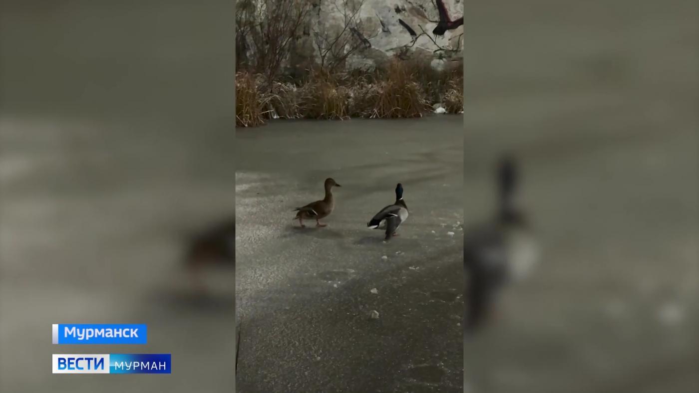 Северяне спасли раненых селезня и утку в Мурманске&nbsp;