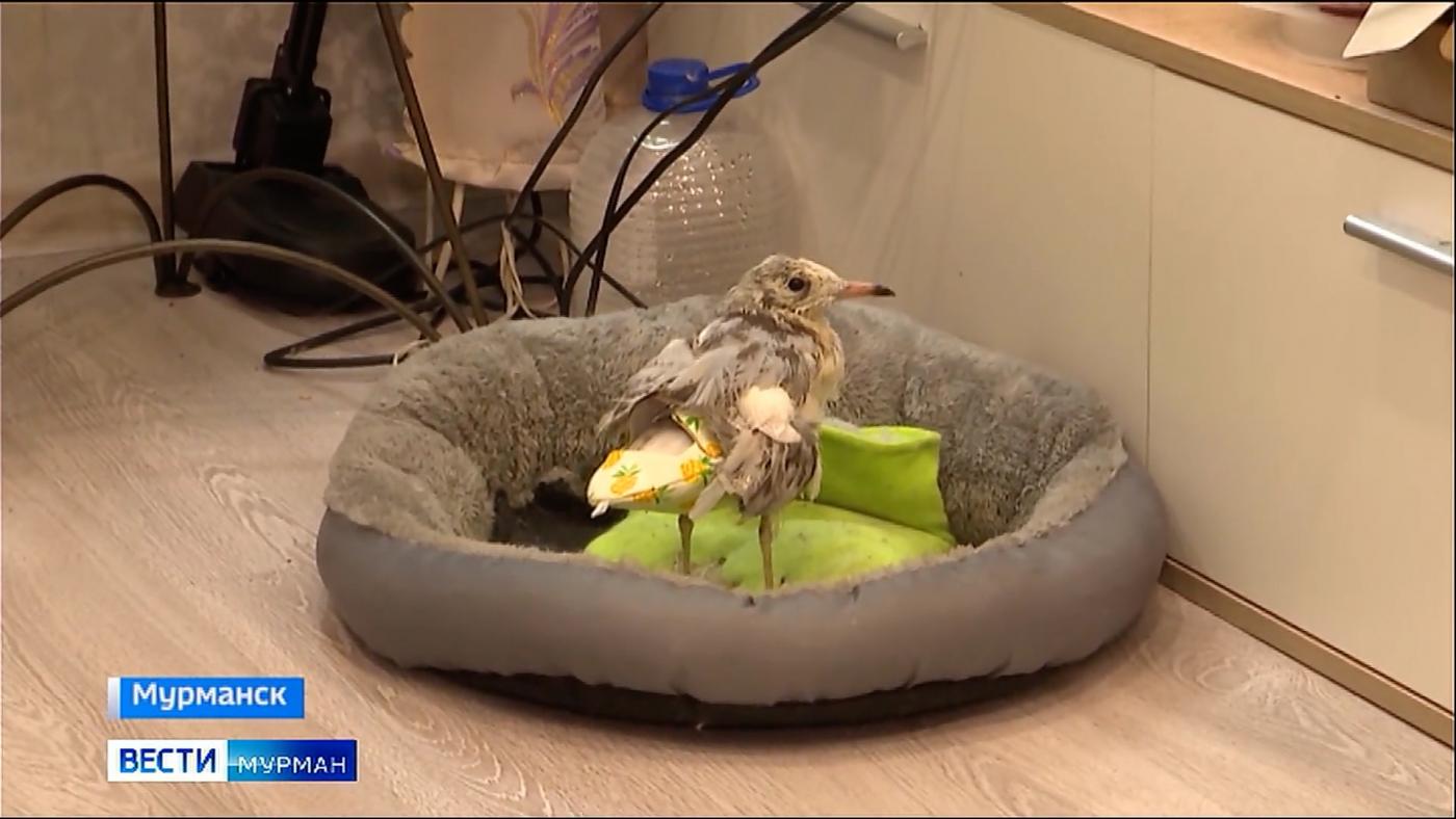 "Девать просто некуда": чайка со сломанным крылом ждет шанс на жизнь в&nbsp;новом доме
