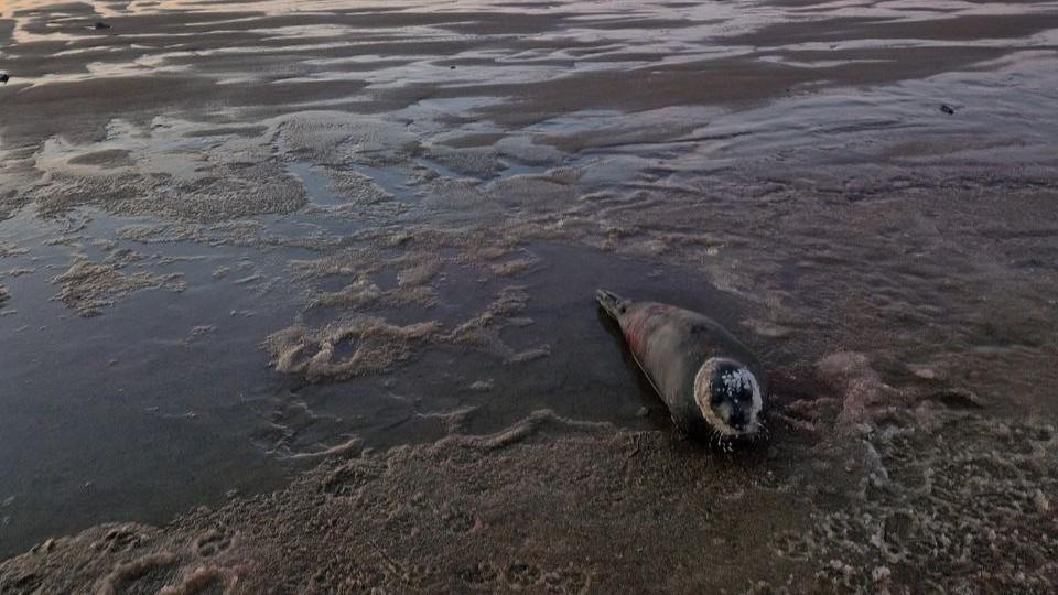 Раненого тюленя нашли на берегу моря в Териберке