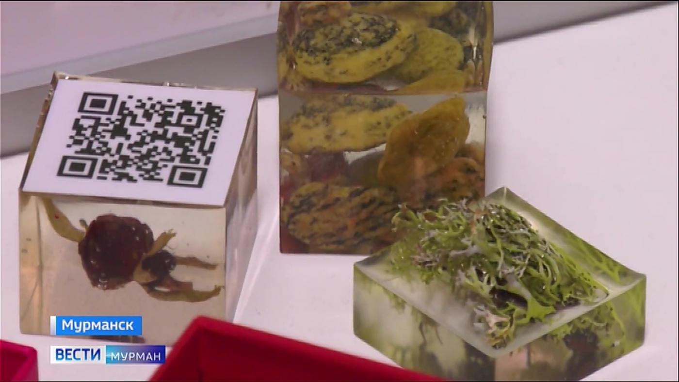 Юных ученых Заполярья и России собрал в Мурманске научный форум "Шаг в будущее"&nbsp;