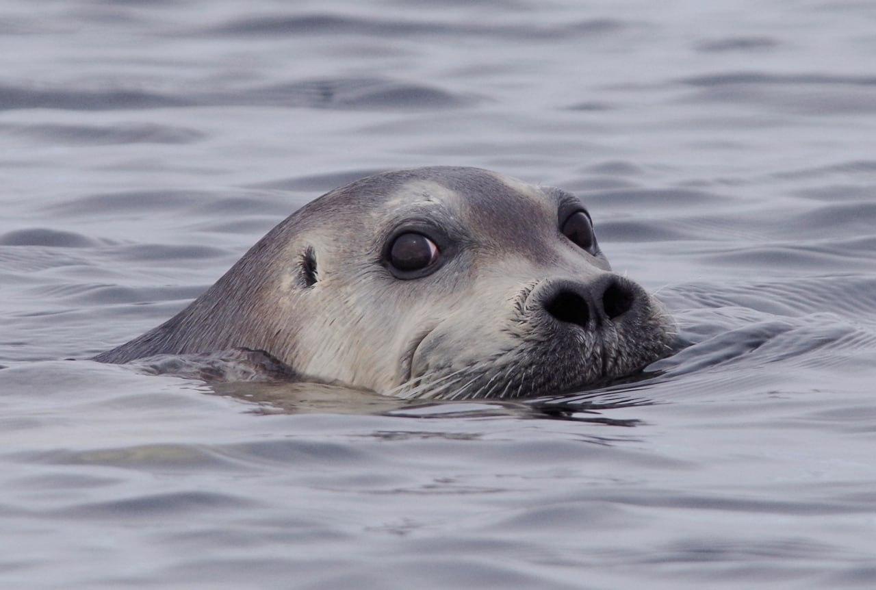 У берегов Кандалакшского заповедника запечатлели лахтаку 