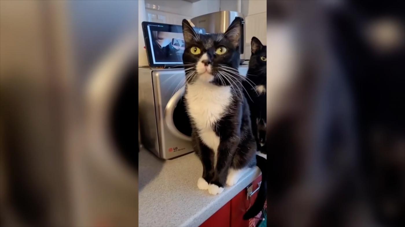 Поздравляем победителя конкурса&nbsp;"У меня лапки"