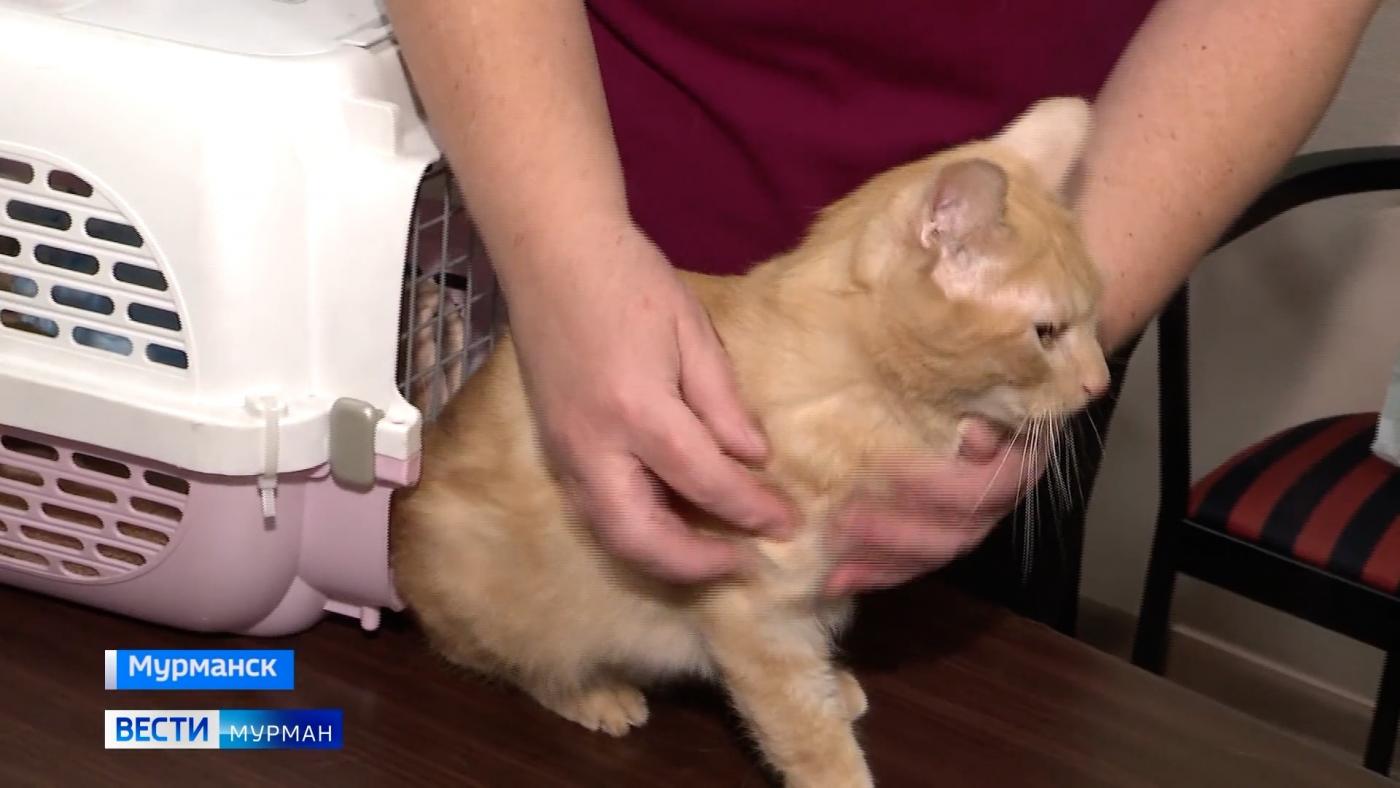 Уличные коты &ndash; самые добрые: ГТРК "Мурман" подвела итоги конкурса&nbsp;"У меня лапки"
