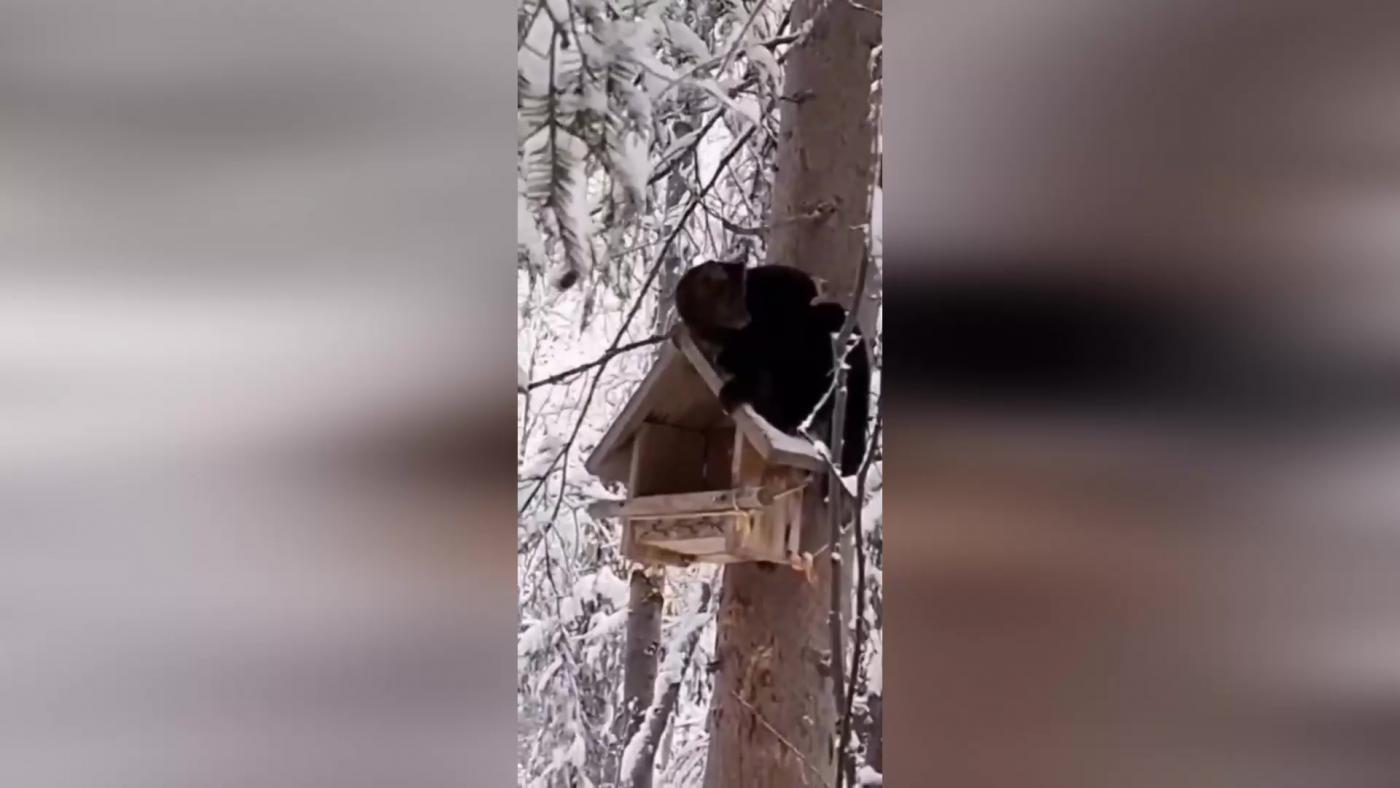 В Апатитах куница попала на видео за трапезой в птичьей кормушке