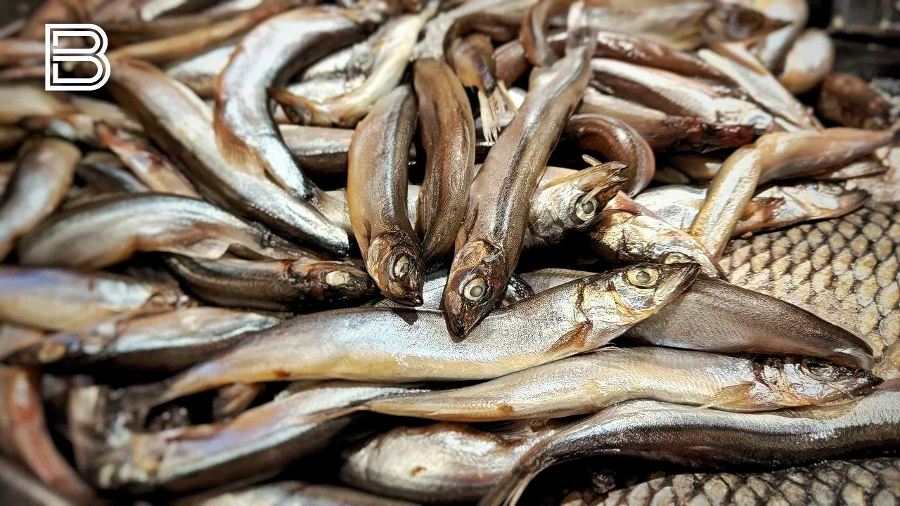 Более 104 тысяч тонн рыбной продукции Мурманская область отправила на экспорт в 2025 году