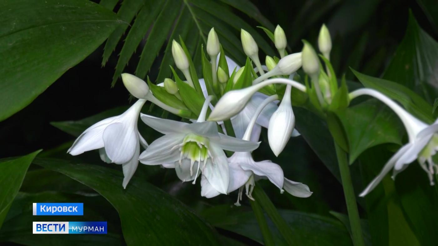 Обволакивающий аромат и нежные лепестки: самый северный ботанический сад в цвету