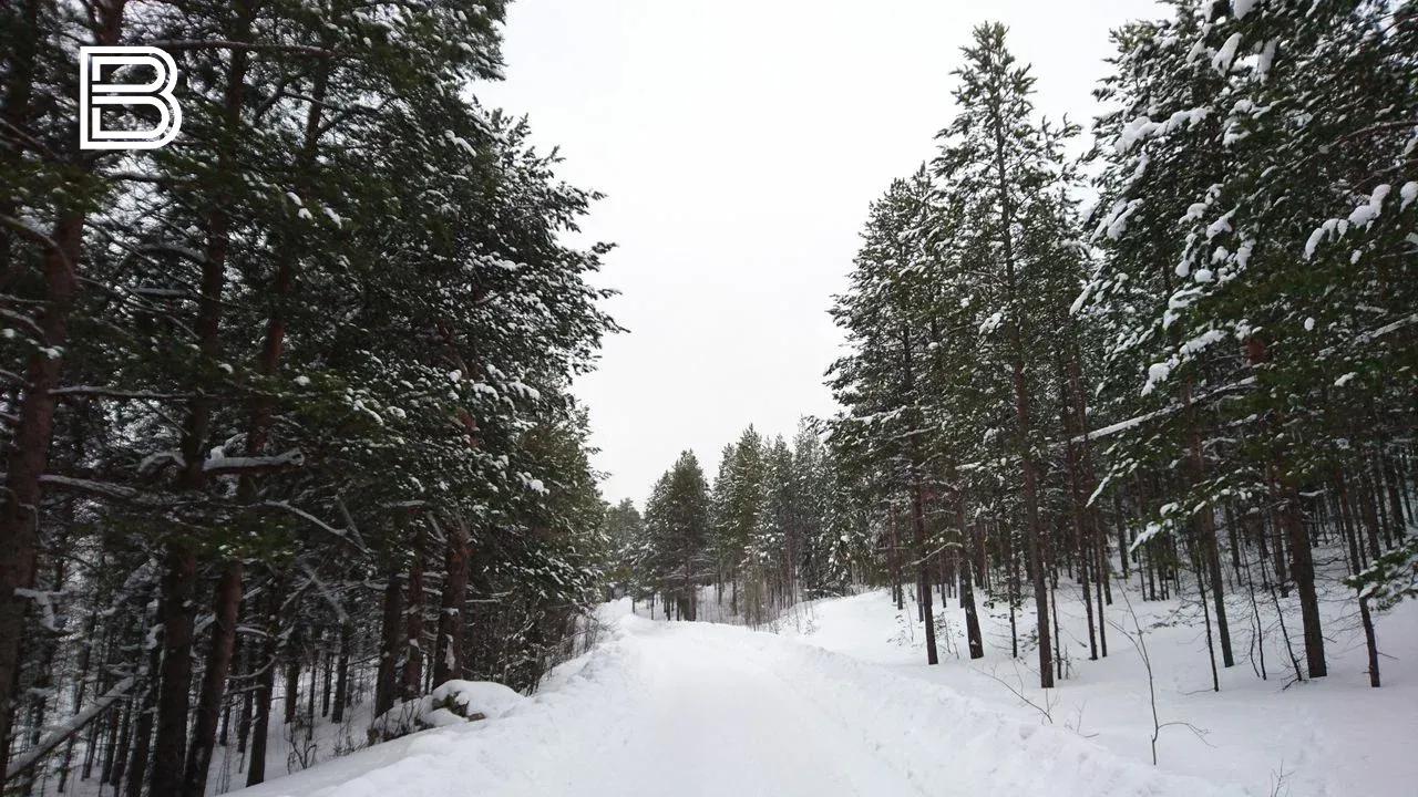Мурманская область стала лидером по предоставлению лесных участков по программе "Арктический гектар"