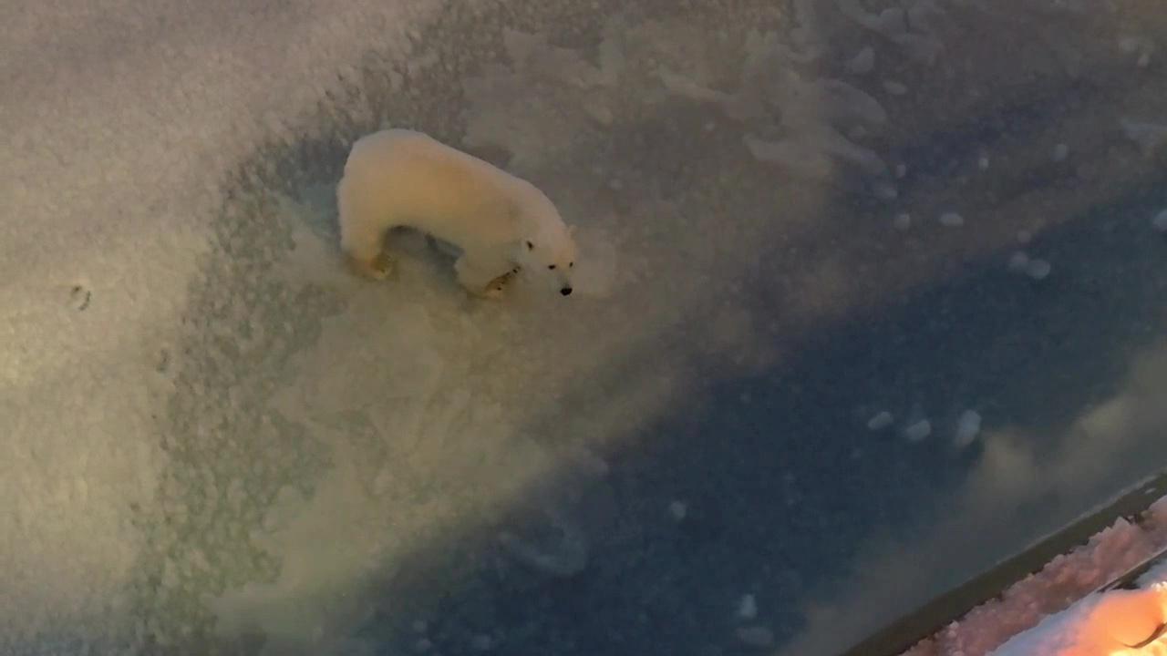 Белый медведь навестил экипаж ледокола "50 лет Победы"