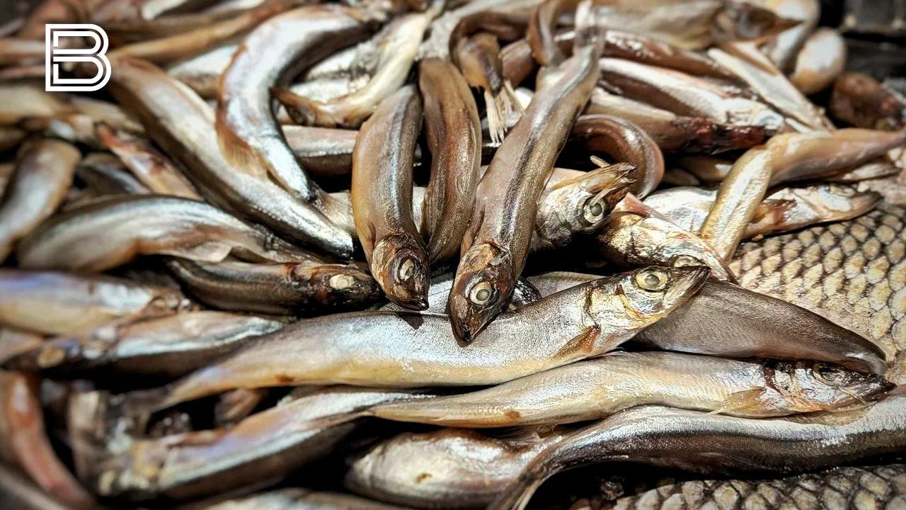 Росрыболовство отстояло право на промысел в экономической зоне Норвегии