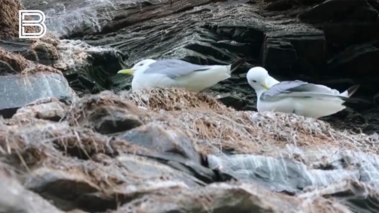 Проректор МАУ: правила для наблюдения за морскими животными направлены на снижение стресса и потенциального вреда для них