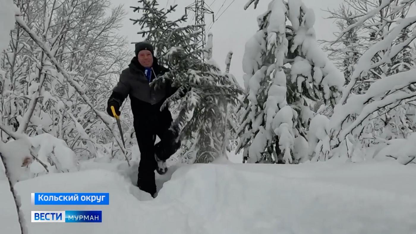 Теперь она нарядная на праздник к нам пришла: бюджетный способ украсить свой дом зеленой красавицей