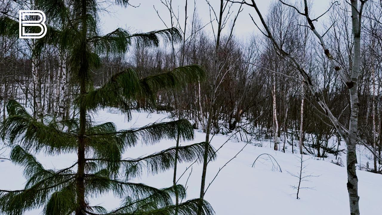 Прогноз погоды по Мурманской области на 26 декабря