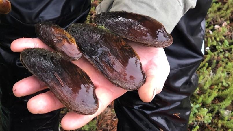 Популяцию краснокнижной жемчужницы успешно восстанавливают в Мурманской области